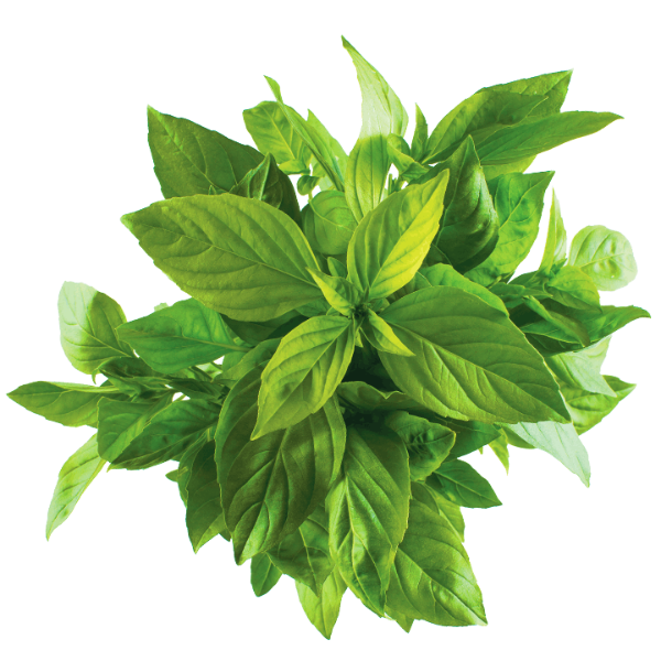 Basil Leaves Imported 100G