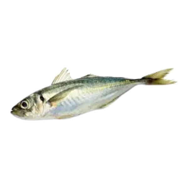 Krystle Horse Mackerel (Kote) 1Kg