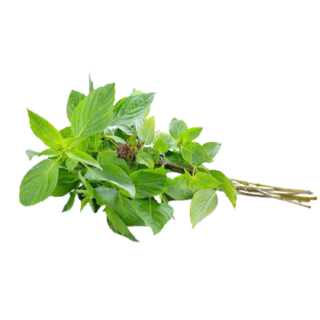 Basil 70G
