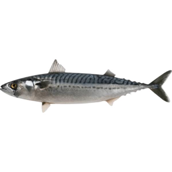 Krystle Titus Fish Steak 1Kg